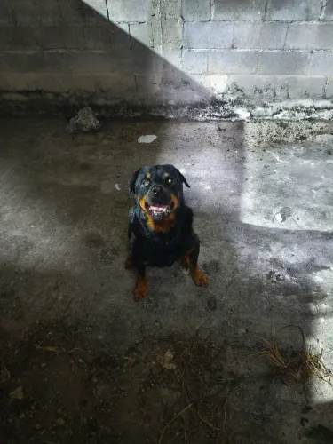 Rottweiler macho para cobertura