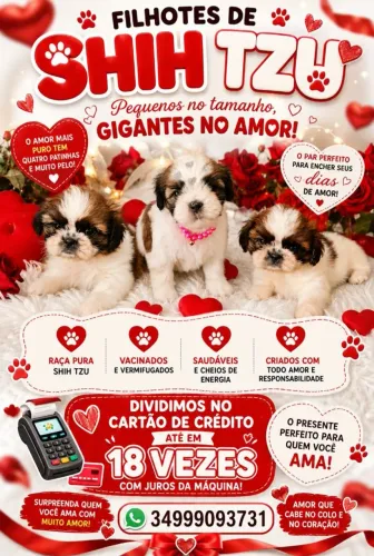 Shihtzu filhotes Promoção!! 