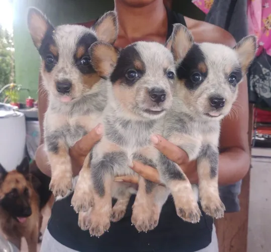 Filhotes de BLUE heeler