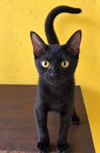 Gato castrado para adoção 
