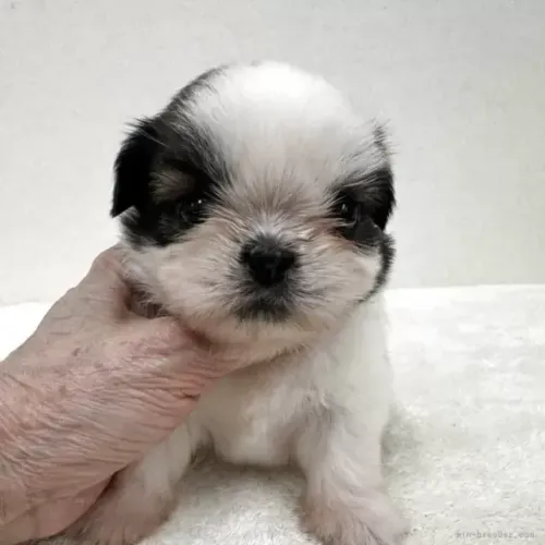 Filhote de cachorro pelagem sedosa Shih tzu/Shitzu