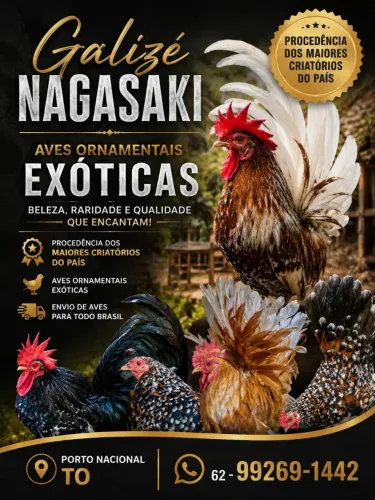 Galinhas