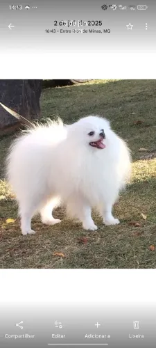 Spitz alemão macho