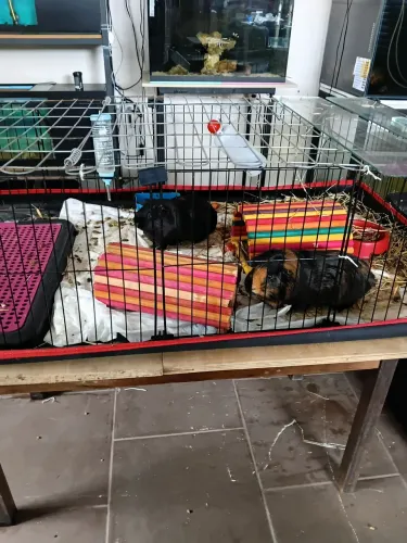 2 Porquinho da índia