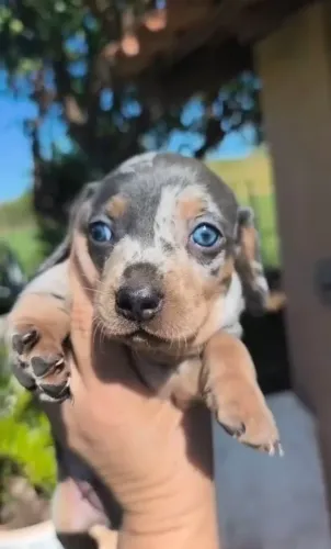 Filhotes de basset Daschund machinhos