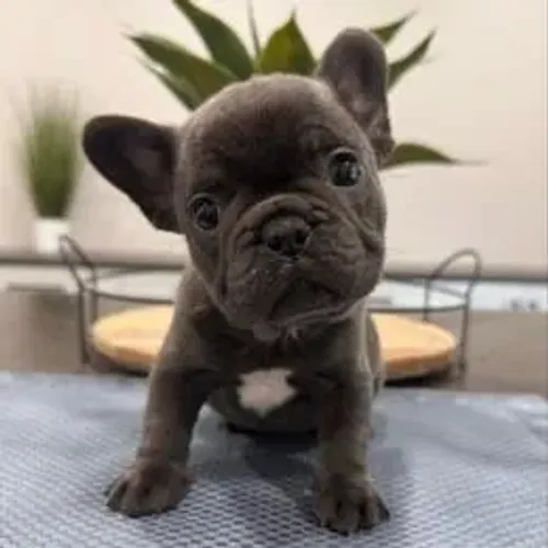 Bulldog Francês,Bulldog Francês Filhote Estrutura Perfeita Disponível
