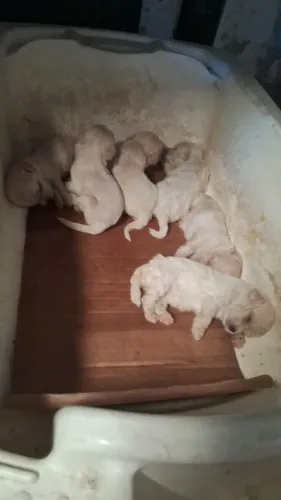 Vendo cachorrinhos poodle