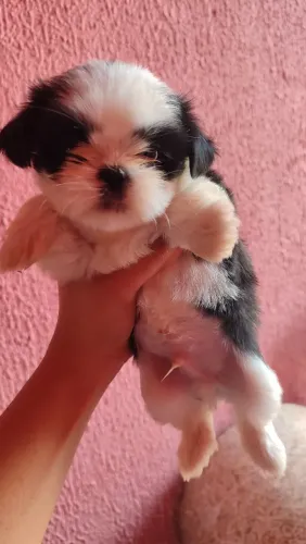 Vendo filhote Shith-tzu macho