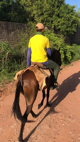 Vendo cavalo mangalarga