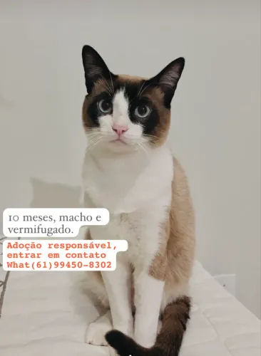 2 Gatinhos pra adoção