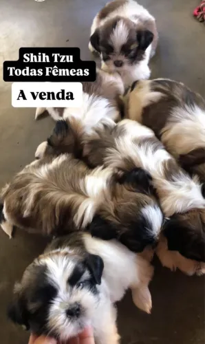 Shitzu fêmea
