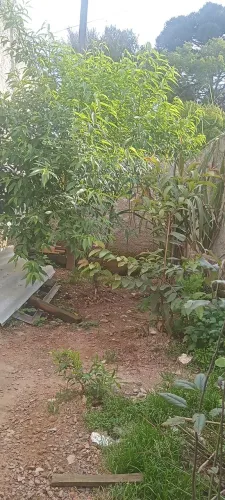 Vendo casa em área rural