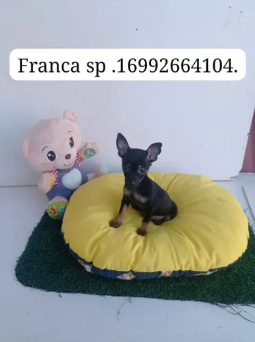 Pincher macho o pronta entrega