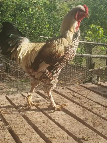Galo Brahma 