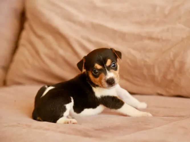 Filhotes de Terrier Brasileiro (Fox Paulistinha) com Pedigree CBKC - Reserva Aberta