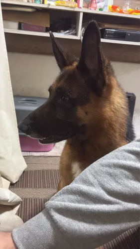 Doa se cachorro pastor alemão