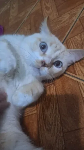 Nuvem gatinho carinho para adoção 