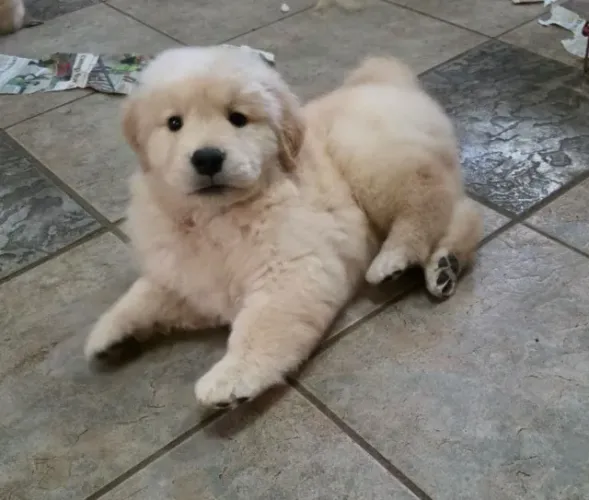 Filhotes de Golden retriever | Um amigo que espalha carinho.