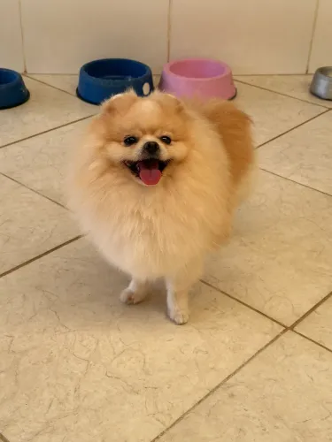 Macho 2 anos
