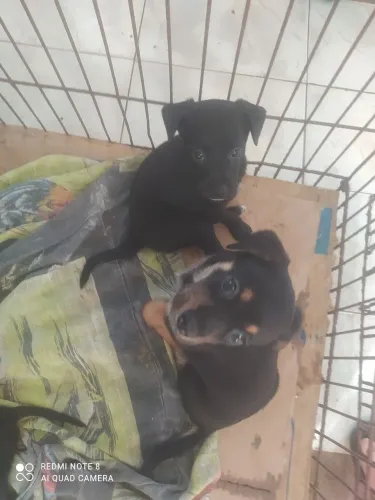 Venda de filhotes de pinscher com yorkshire