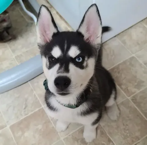 Filhotes de Husky Siberiano | O amor começa aqui!