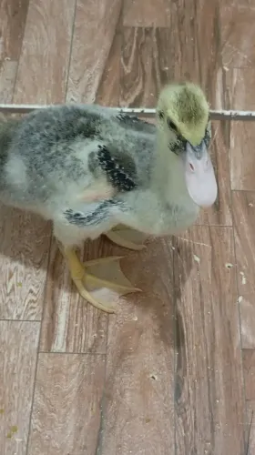 Patos 40 reais
