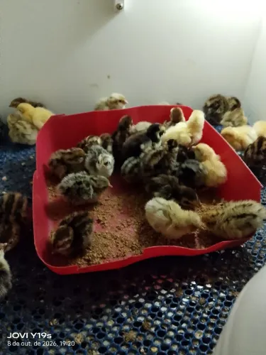 Filhotes de Codornas gigantes
