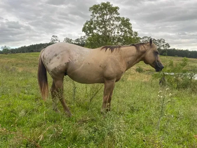 Cavalos Appaloosa