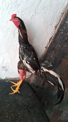 Galo
