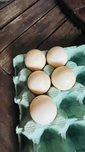 Ovos de pato