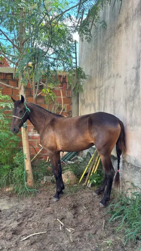 Potra mangalarga Pura 