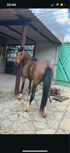 Égua pra vende marcha picada querendo esquipar