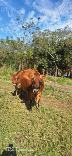 ? Vaca Jersey P.O. + Bezerra Fêmea | Primeira Cria | Inseminada c/ Sexagem | Campinas-SP