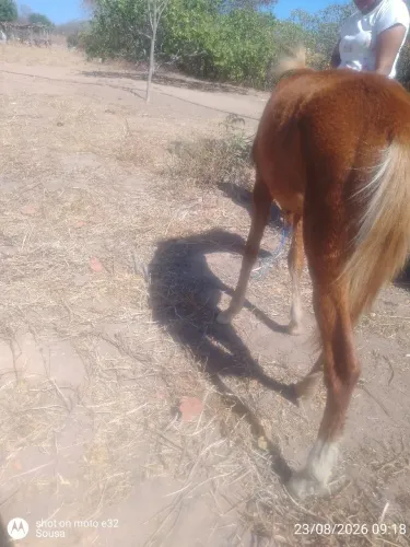 Pouda a venda