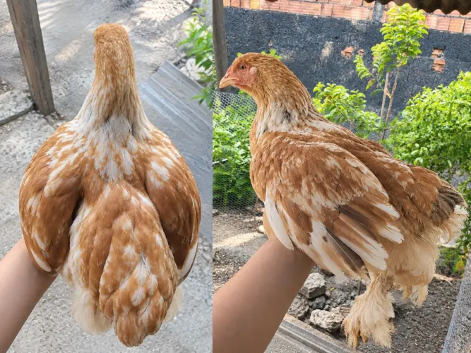 Galinha Brahma Lemon franga