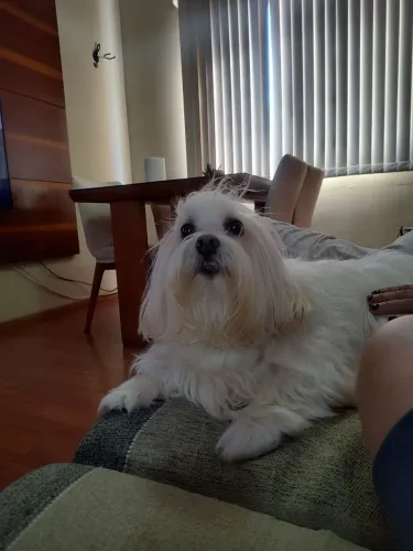 Tenho Cachorro maltês macho para cruzar, raça pura.