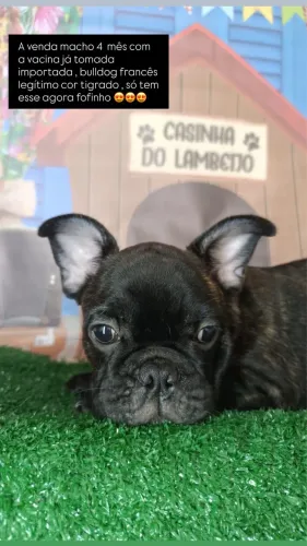 Cachorro buldogue francês 