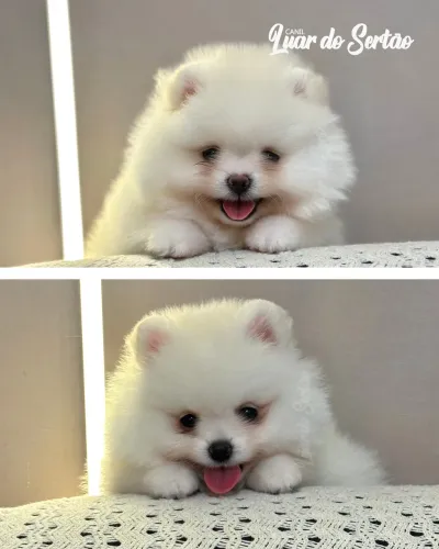 Filhotes de spitz alemão