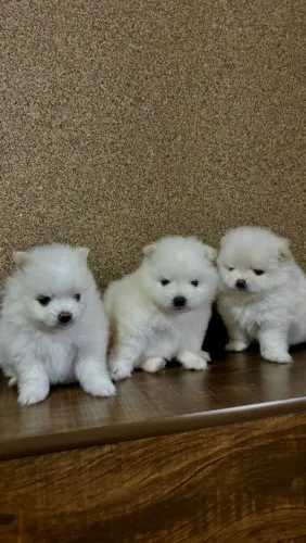Cachorro sptz Alemão 