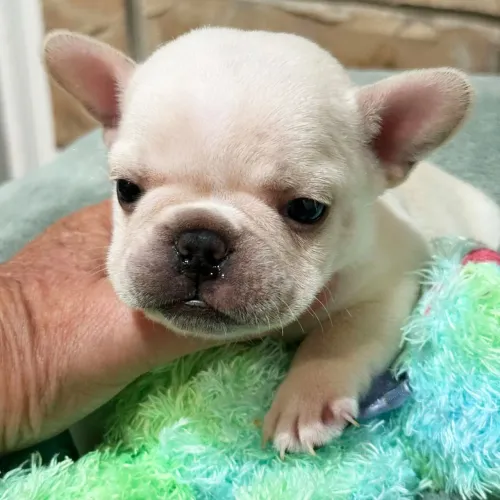 BullDog Francês: Com Pelagem brilhante