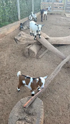Mini cabra / mini bode / Micro cabra