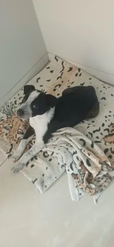 adoção responsável 