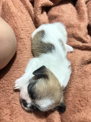 Cachorro 