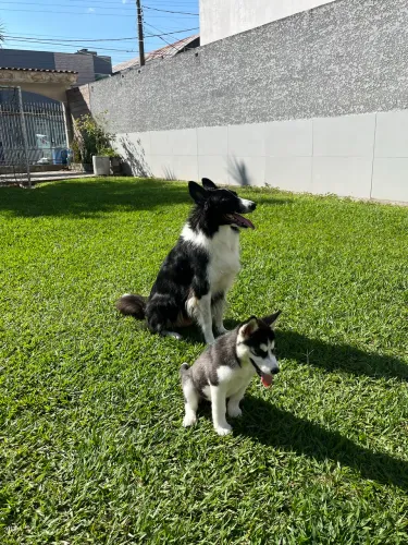 Husky Filhote 