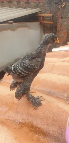 Pintinhos brahma puros. 
