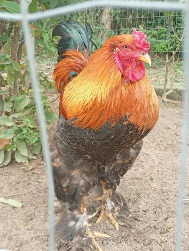 Vendo ovos galados de Galinha Brahma