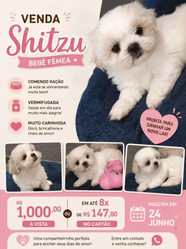 Filhote Shih Tzu Fêmea Vermifugada e Comendo Ração