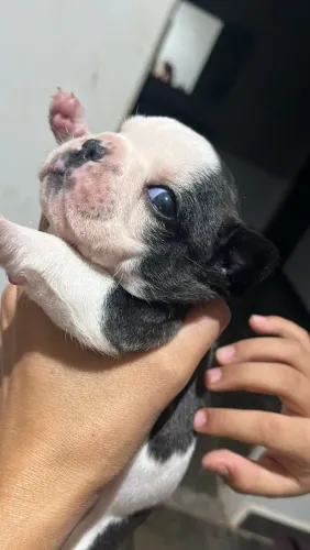 Vendo filhote de Bulldog francês