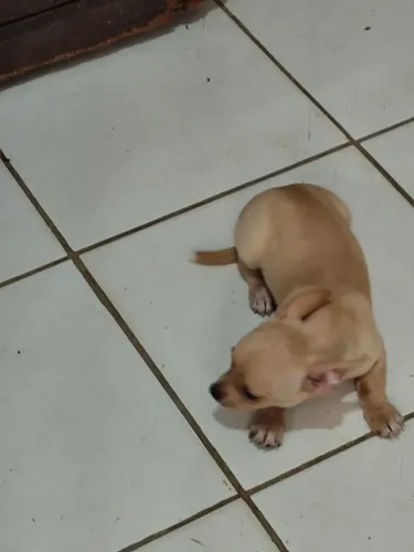 Animais de extinção