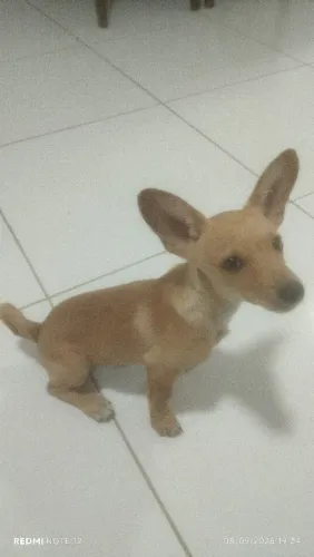 Pinscher N° 1